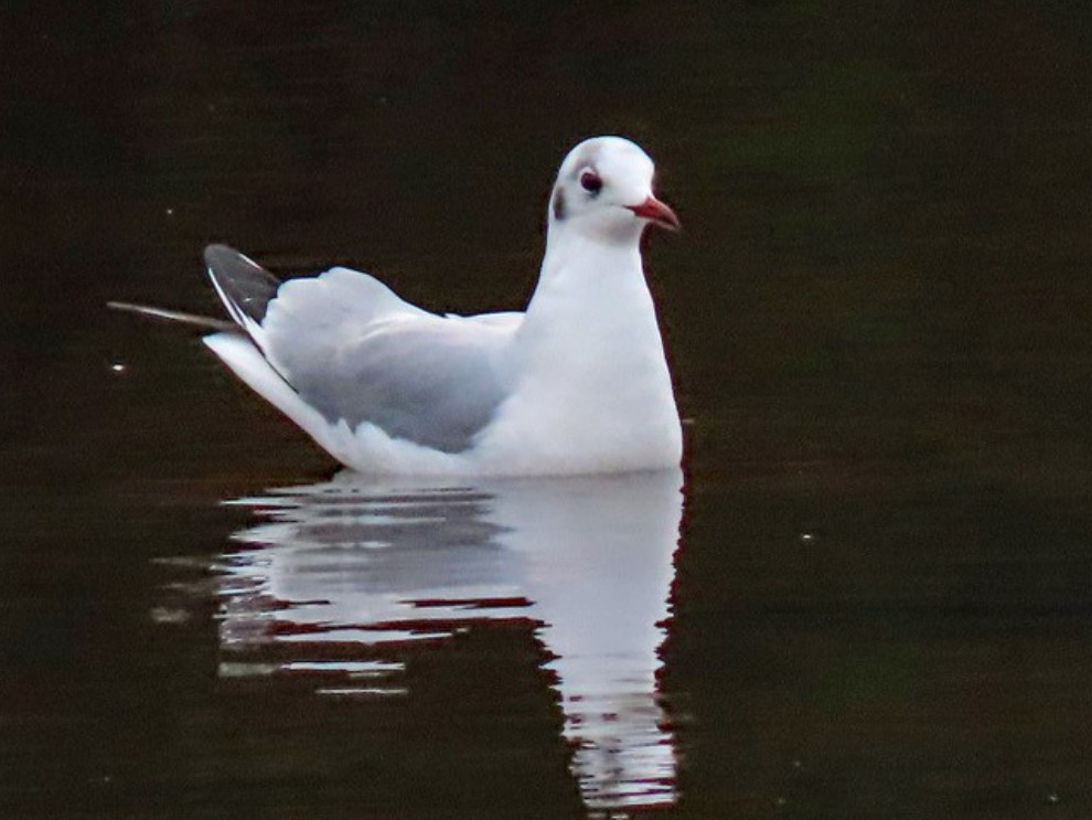 Photo of a black headed gull