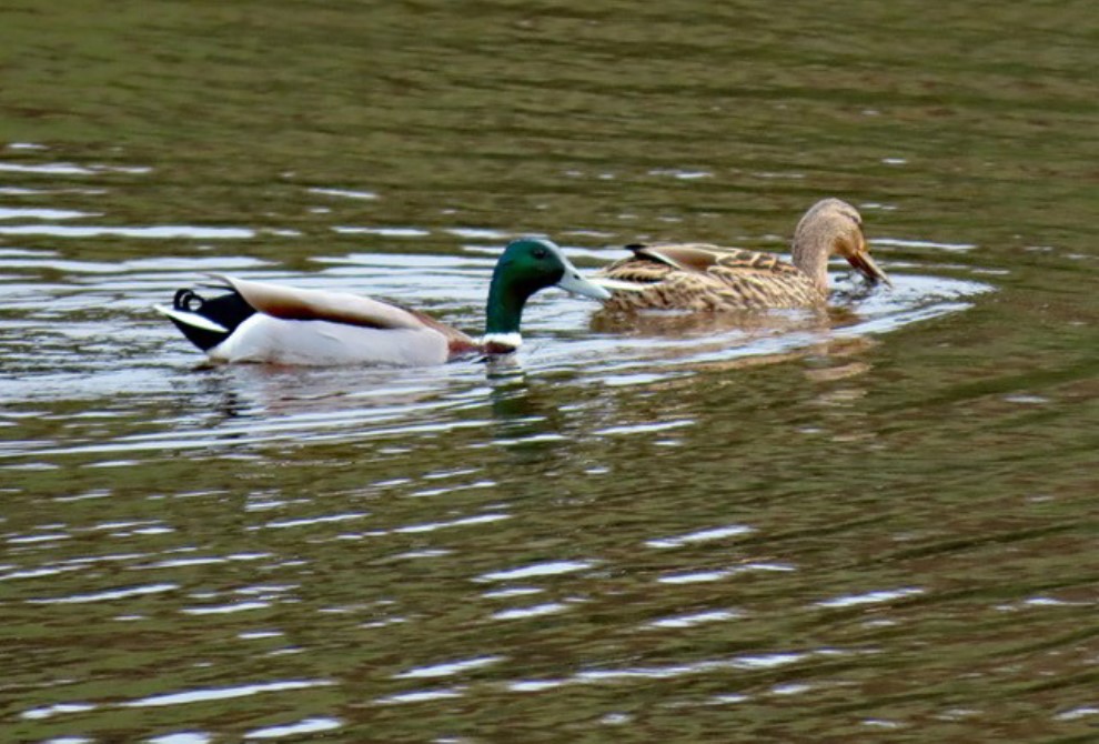 Photo of a mallard