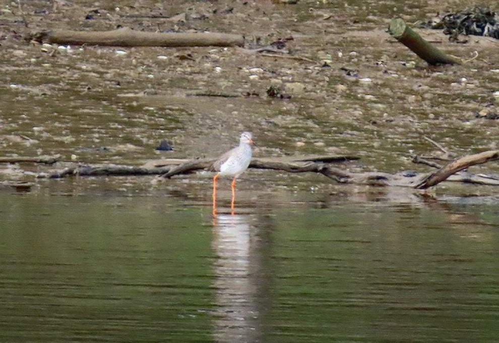 Photo of a redshank