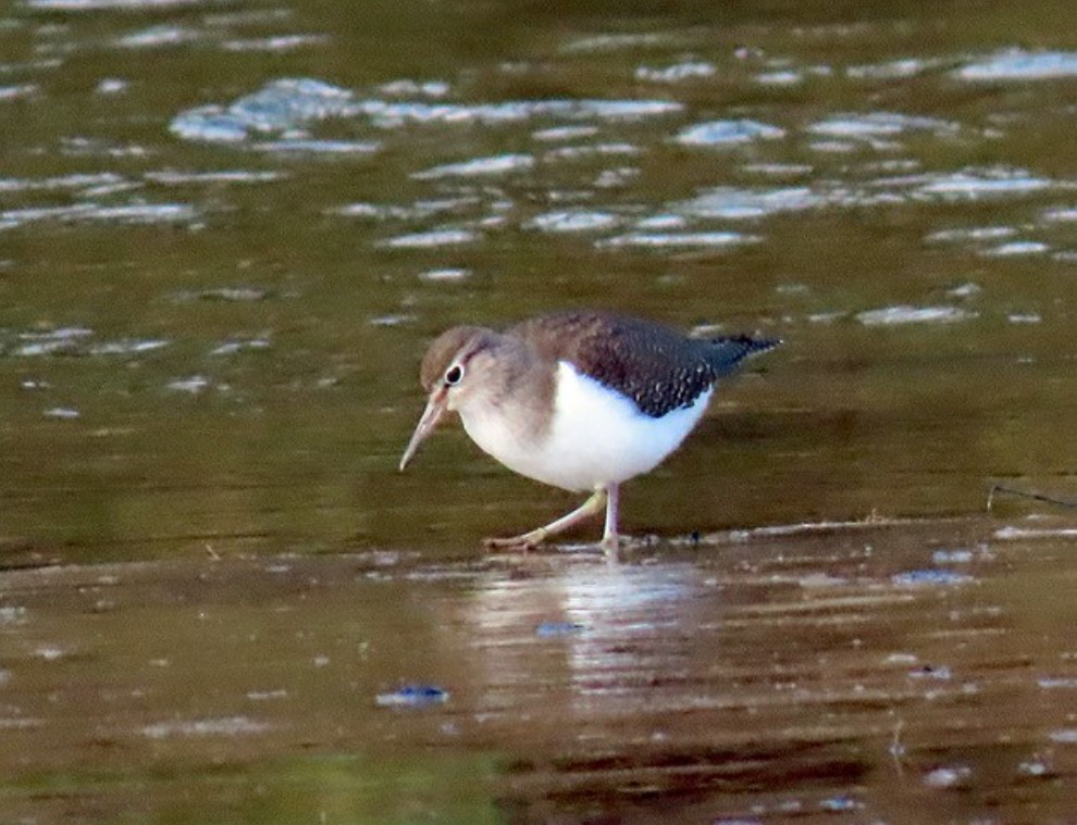 Photo of a sanpiper