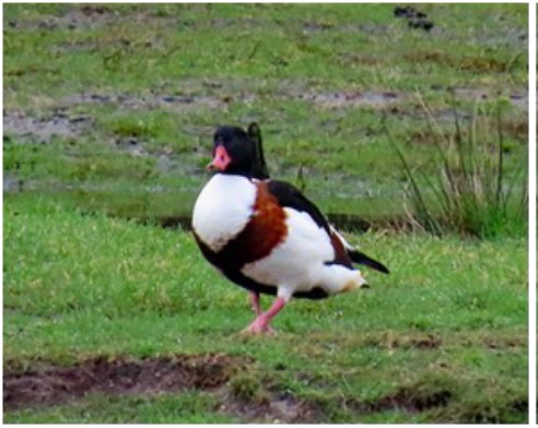 Photo of a shelduck