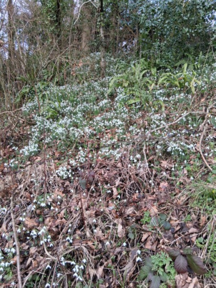 Photo of snowdrops