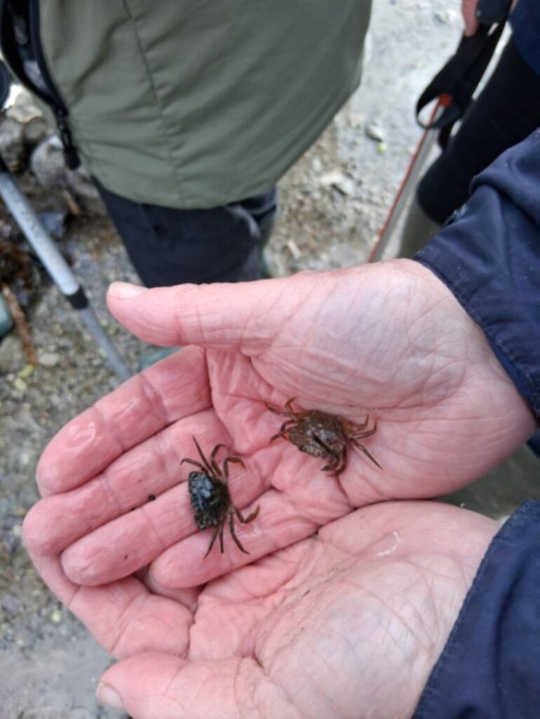 A photo of some insects in someone's open palm
