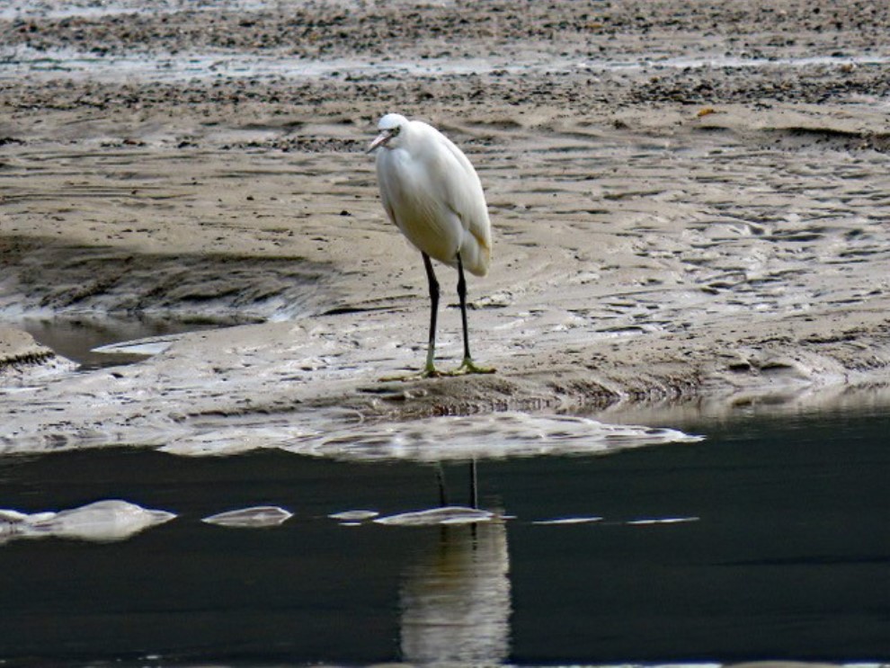 A photo of a bird