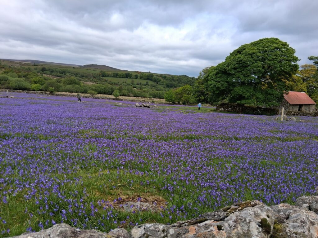 Photo of bluebells