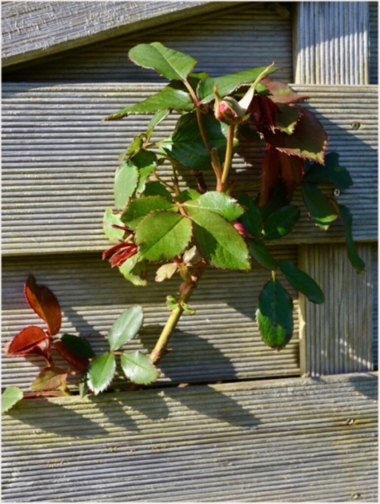 Photo of a rose and trellis