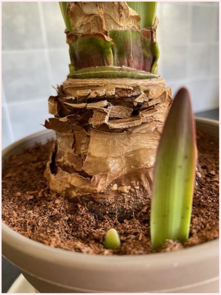 Photo of trunk and shoots