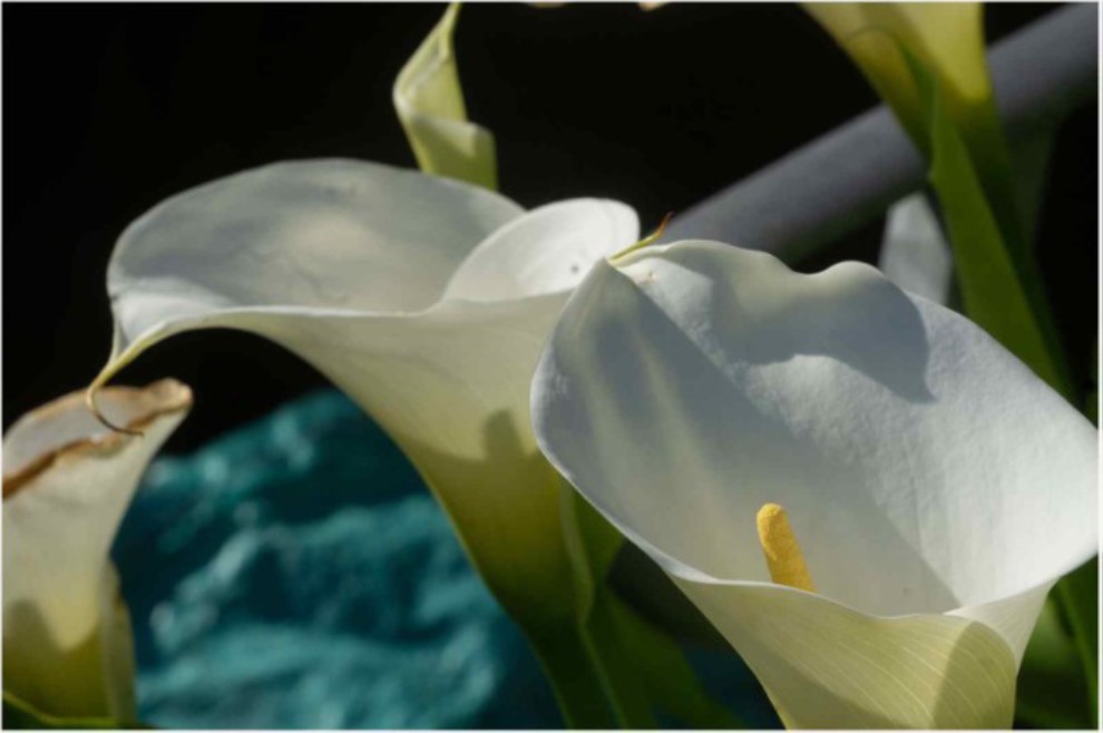 Photo of lilies