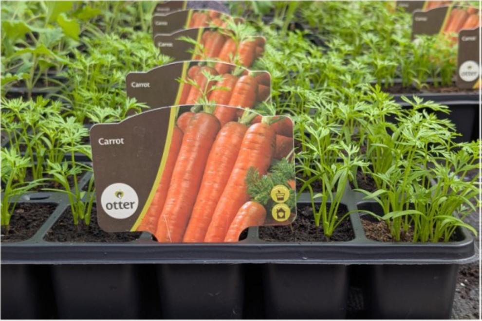 Photo of carrots in a tray