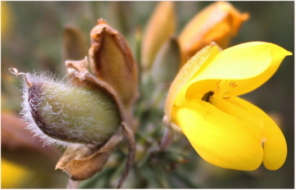 Gorse Blossom photo
