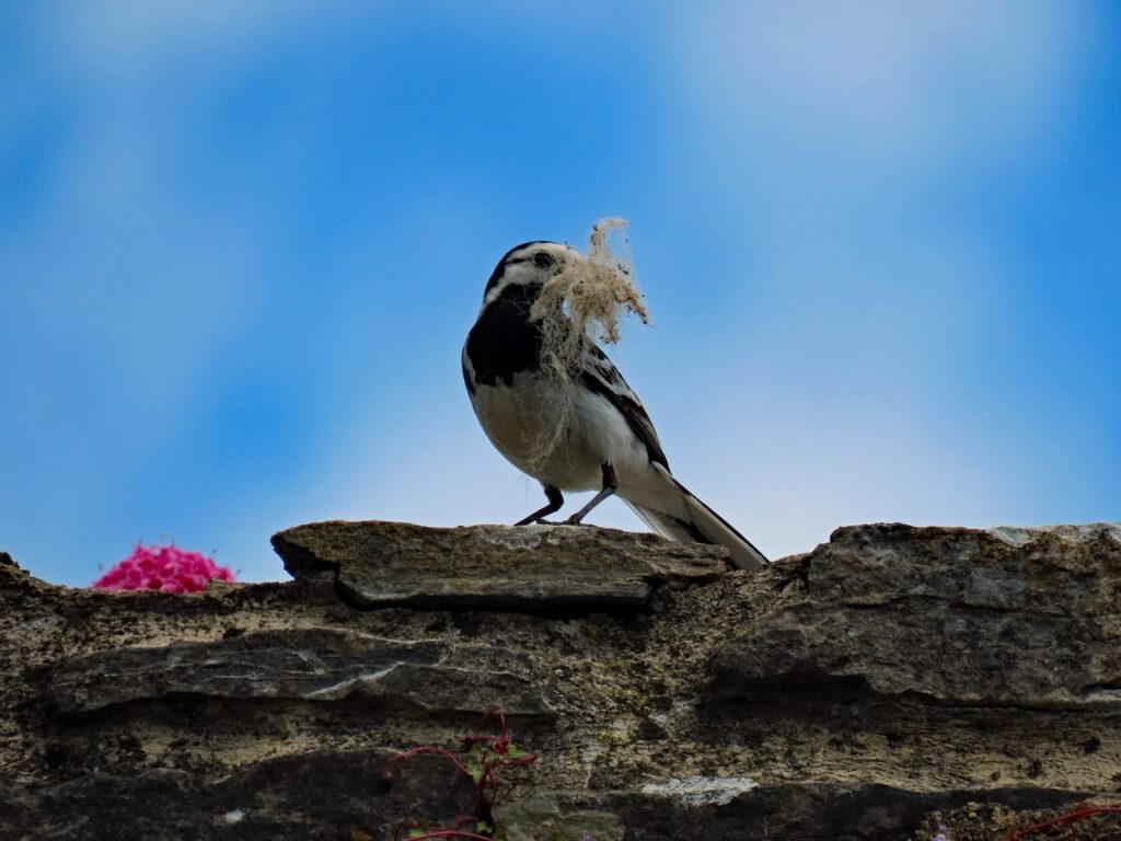 Photo of wagtail