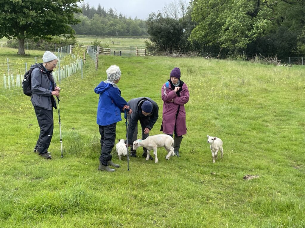 Photo of short walking group with some lambs