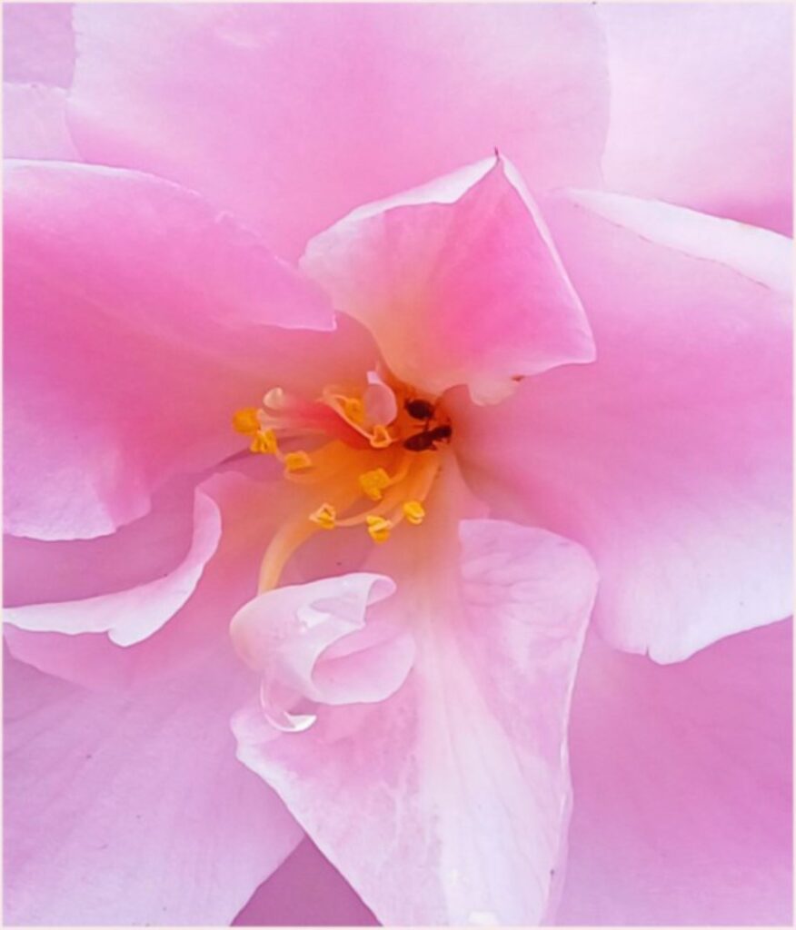 Photo by Tony - Pink and Gold
