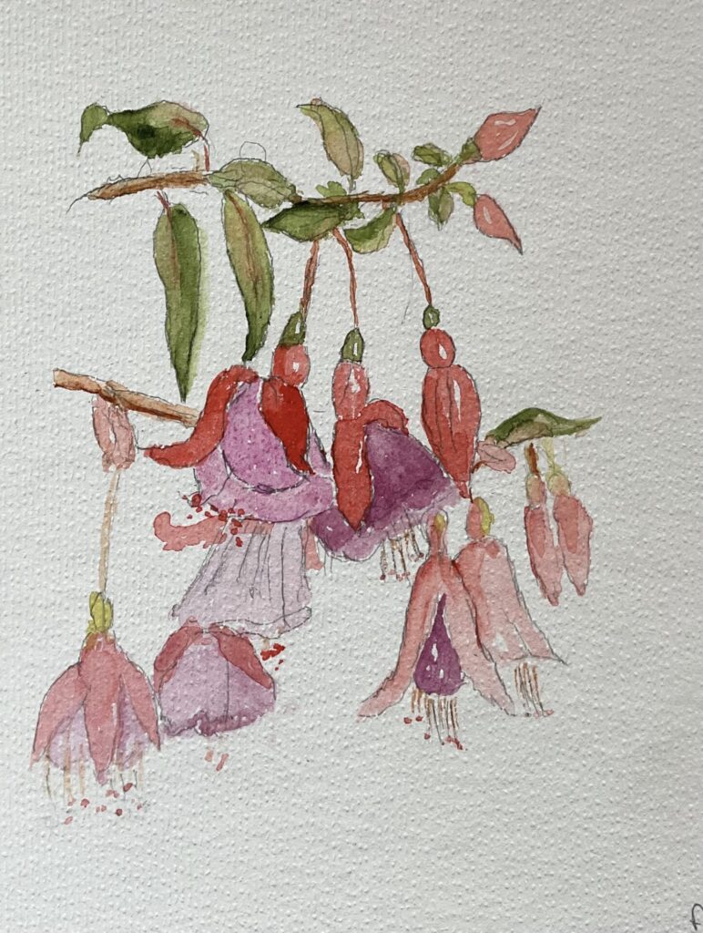 Freda Harrison - Fushia
