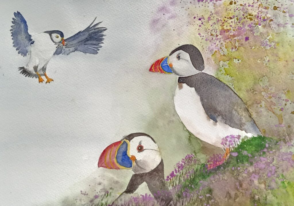 Martin Cox - Puffins