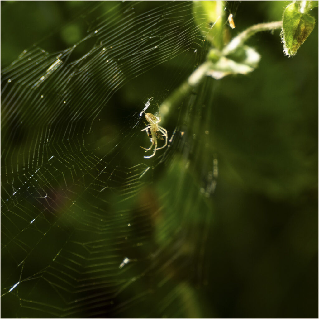 Insect photo