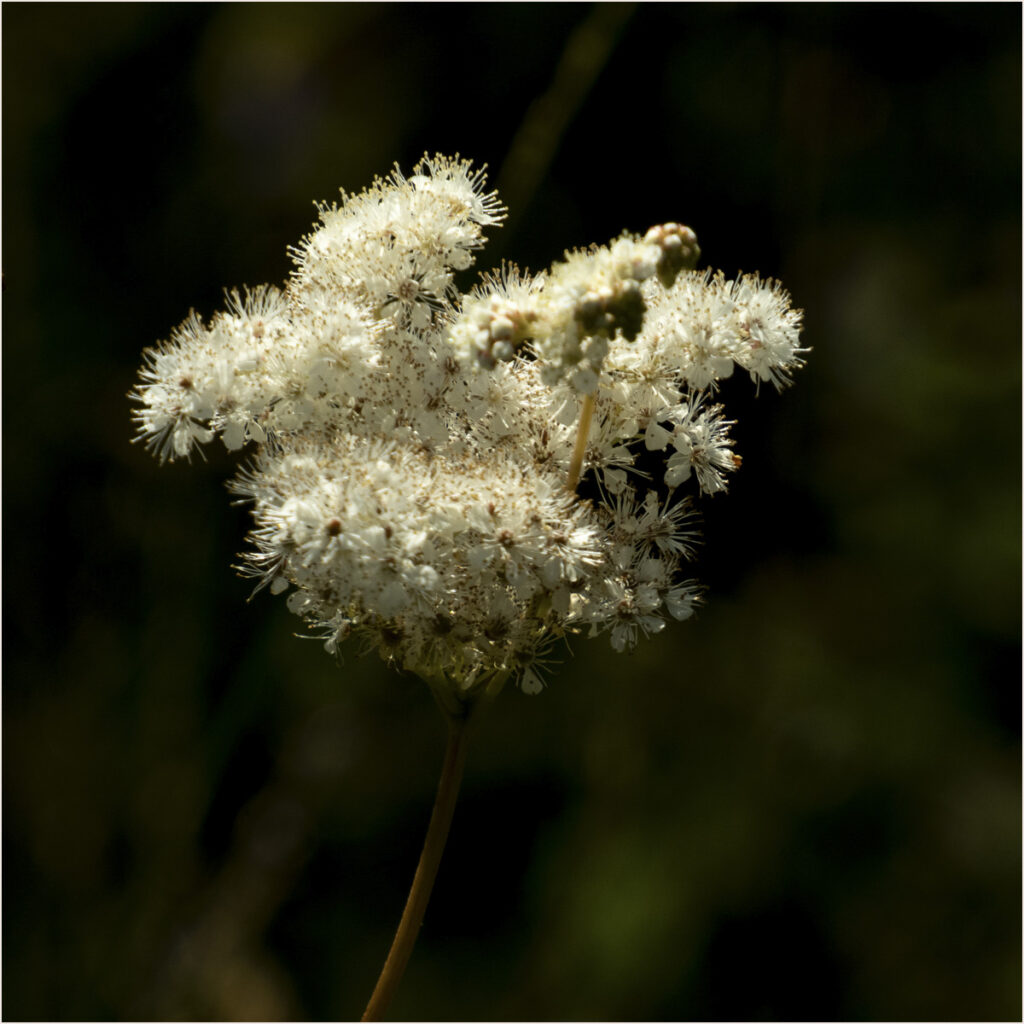 Thistle photo