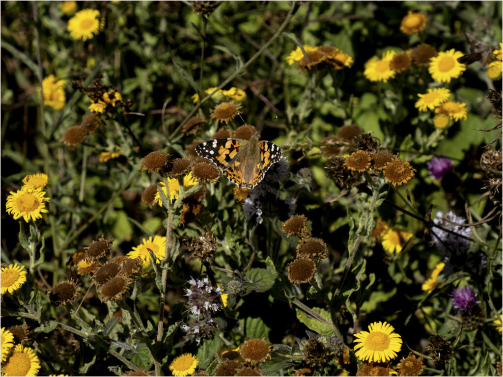Butterfly photo