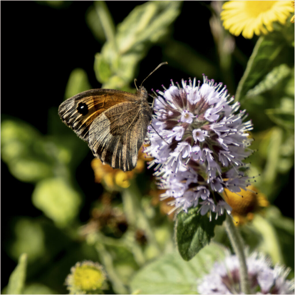 Butterfly photo
