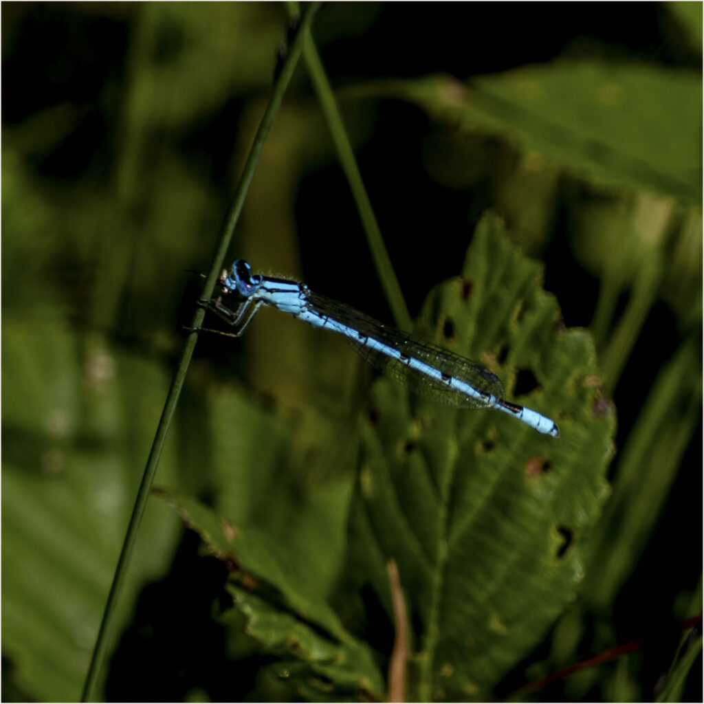 Insect photo