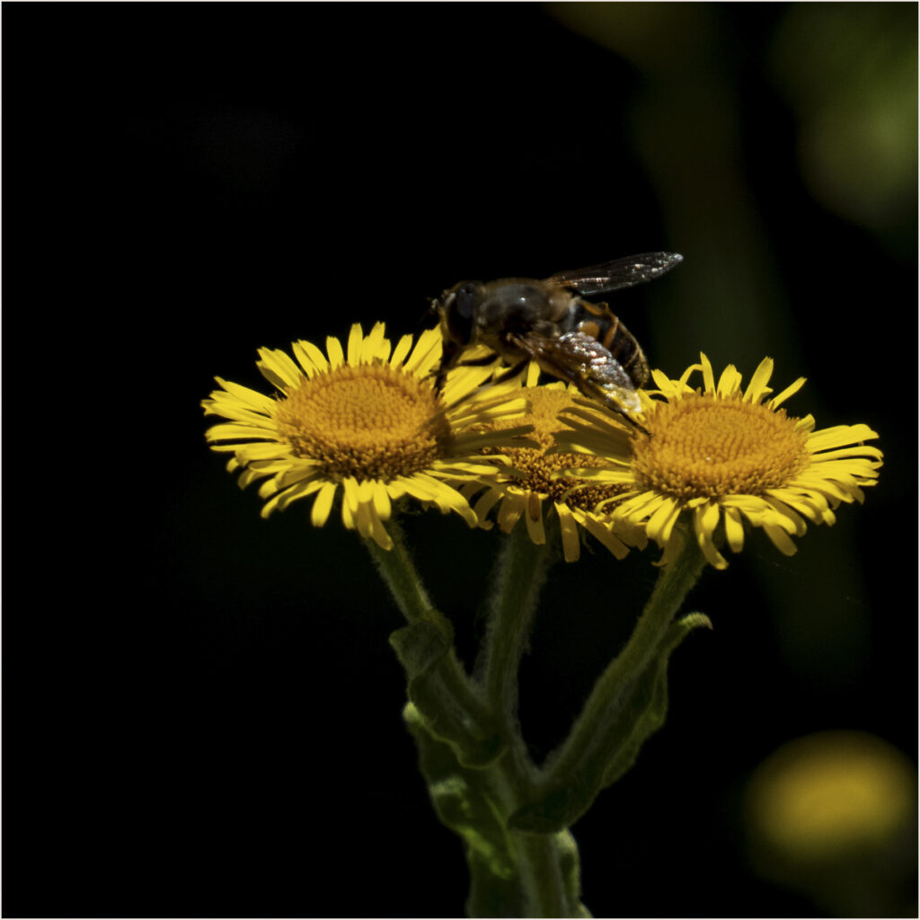 Insect photo