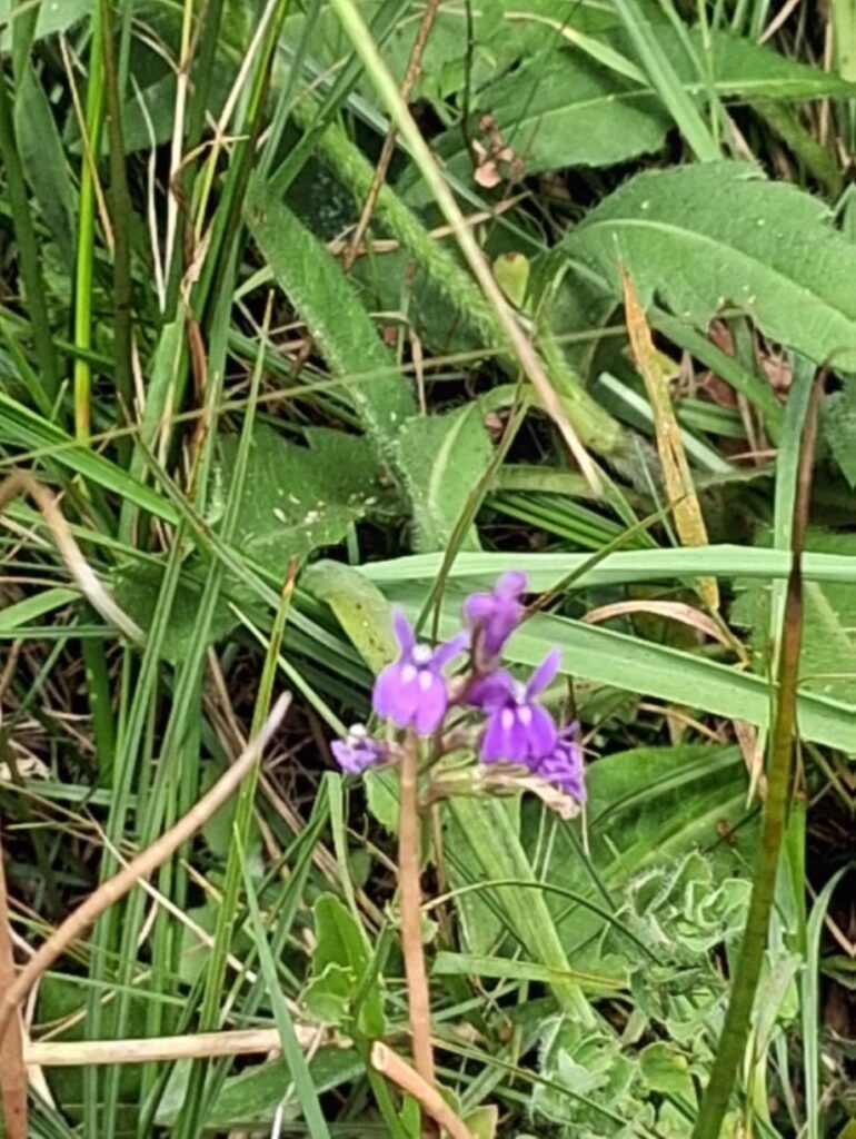 Flora.