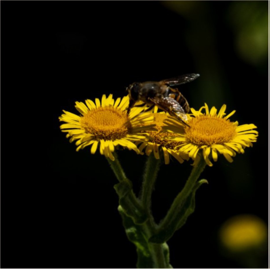Flora.