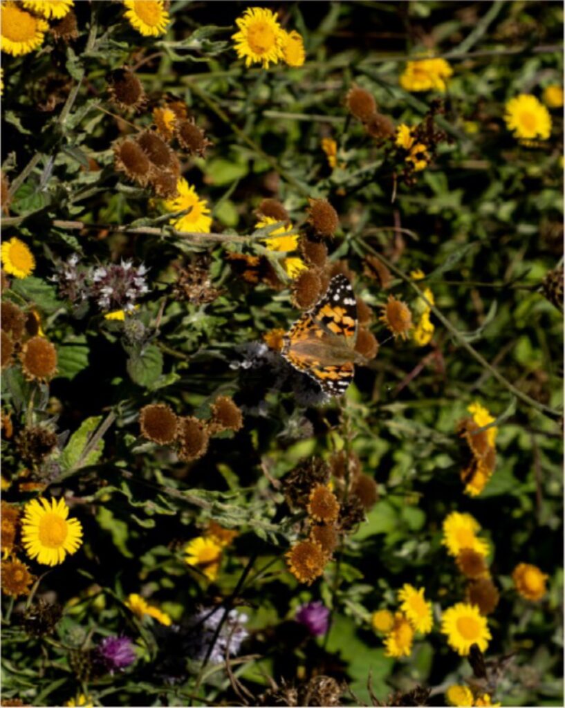 Flora.