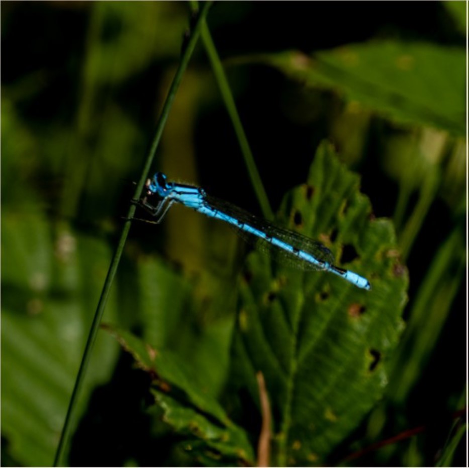 Insect.